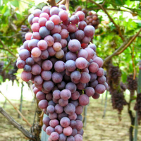 Виноград Кішміш Опулія купить