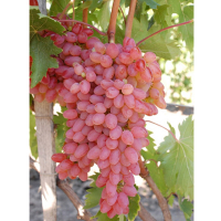 Виноград Кишмиш Мечта купить