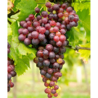 Виноград Кішміш Рубі купить