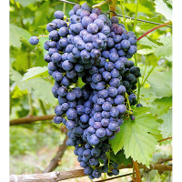 Виноград Кішміш Красень купить