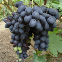 Виноград Лорано купить