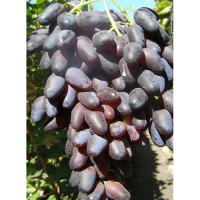 Виноград Оригінал Чорний купить