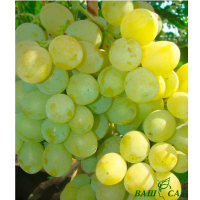 Виноград Першозвань купить