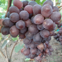 Виноград Престиж купить
