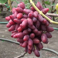 Виноград Талдун купить