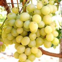 Виноград Талісман купить