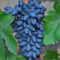 Виноград Академик купить