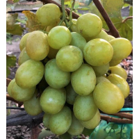 Виноград Белое Облако купить