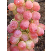 Виноград Весела Хмара купить