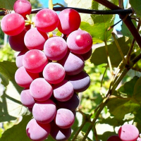 Виноград Ізабелла рожева купить