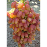 Виноград Ксения купить