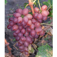 Виноград Лівія мускат купить