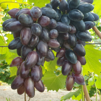 Виноград Могутній купить