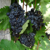 Виноград Стелла купить