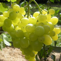 Виноград Супер Екстра купить