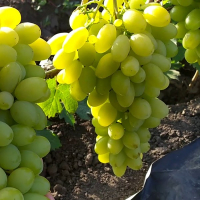 Виноград Чародійка купить