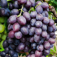 Виноград Кішміш Блек Манука купить