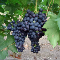 Виноград Кішміш Блек Емеральд купить