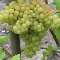 Виноград Кішміш 342 (угорський) купить