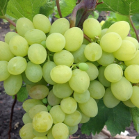 Виноград Кишмиш Русалка купить