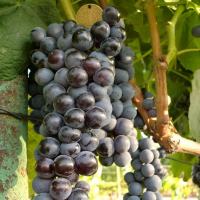 Виноград Кішміш Гленора купить