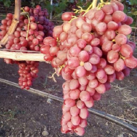 Виноград Кішміш Скарлет роял купить