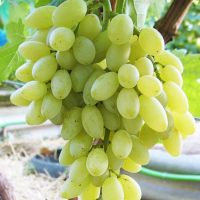 Виноград Кішміш Міленіум купить