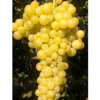 Виноград Кішміш Луз перлетт купить