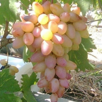 Виноград Кішміш Реа купить