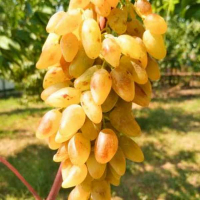 Виноград Леді Патріція купить
