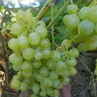 Виноград Пам'яті Захарової купить