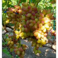 Виноград Троянда рання мускат купить