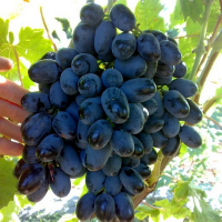 Виноград Сентябріна купить