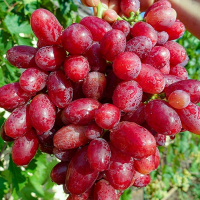 Виноград Тип родзинки купить