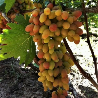 Виноград Аполінарія купить