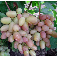 Виноград Білуга купить
