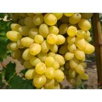 Виноград Кишмиш Лорус купить