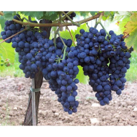 Виноград Монарх чорний купить