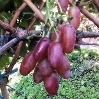 Виноград Кассиопея купить