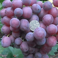 Виноград Наречена купить