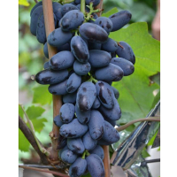 Виноград Байконур купить