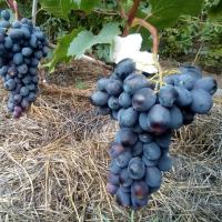 Виноград Блюз купить