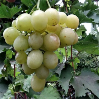 Виноград Гуллівер купить