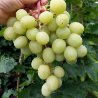 Виноград Джина купить
