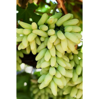 Виноград Ламборджіні купить