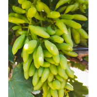 Виноград Хелловін білий купить