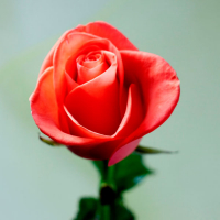 Роза штамб Tuin купить