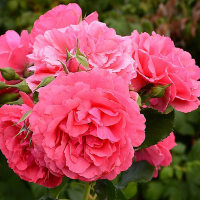 Роза штамб Stam купить