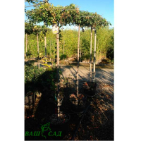 Роза штамб Varieta Ombrello купить