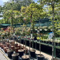 Троянда Pendula мікс купить